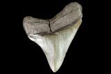 Serrated, Juvenline Megalodon Tooth - Florida #112599-1